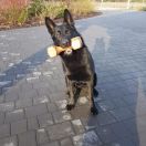 Bessi Tomdog Security