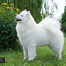 CERSEI Raising Fluffy