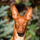 Cava Whispering Sand