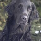 WILDEST SAM THE FIREFIGHTER z Basisfory