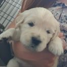 DON GRIDARE GIALLO Aurum von Pless