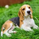 YesYlette Łapitropy FCI