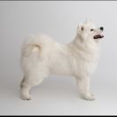 ROYAL ALICE Shadow and Shine of Siberia