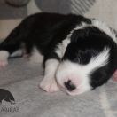AFLAME ALVARADO Estrella Abiraf - ZAREZERWOWANY