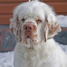 АРИЕТТИ ЭМИЛИО / ARIETTI EMILIO