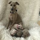 CONNEMARA PUSTYNNY WIATR