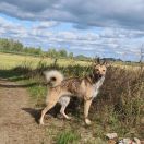 CANDY z Mrozowej Woli FCI