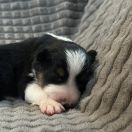 F' PAINTED LADY Borderowe Roztocze