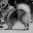 Pow Wow Shadow z Collarium