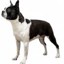 Grzmisława Face To Face