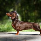 Armidach Darika Deep