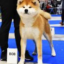 YEMON GO Fuen No Oka