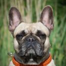 REEVA REVOLUTION Dimidium 