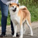 Mitsuki Go Sanuki Kotsunasou