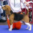 Iron Man La Casa Demiani