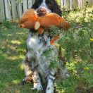 PROFESSOR XAVIER Elater Polonica