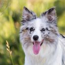 HIDE AND SEEK Mystique Regni