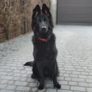 HINATA z Rudzkiej Watahy