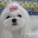 Lulu Guiness Yorkville FCI