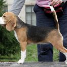 Everybody’s Fine La Casa Demiani