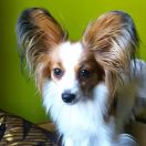 PRUDENCIA Noblesse charm