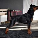 Graceaurum Black King