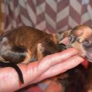 CIRI VON CINTRA Masz Ci Kwiat