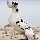 Ch.Pl, Gr.Ch.Pl ABBAIO CHUBBY HUBBY