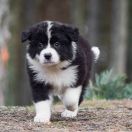 ANIMA DE RIVIA Natalaland