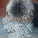 TEKLA Zwierz w Dredach