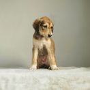 Moyo Pori ABERCROMBIE