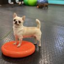 SHELTON ODESSKIY TALISMAN