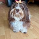 HANA My Black Pride FCI