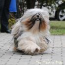 ChPL, JChPL SILVER DUST Mały Budda