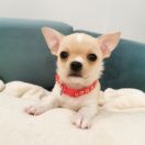 BARRISTAN z Dorzecza FCI