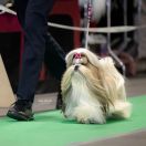 GAJA Rainbow Of Happiness Fci