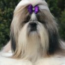 Lagreyn Brava Fortuna 