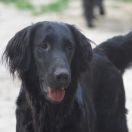 LUBELSKA CZARCIA ŁAPA z BasiSfory