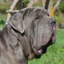 кани античи дель мондо мачедоне