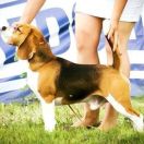 Absolutely Spotless HARLEY