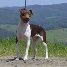 MAGNIFICENT MOLLY Chantory