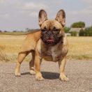 NELLA Leśne Najmadiu 