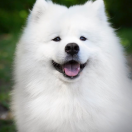 WINNIE THE POOH OF YARAK THE GLOW OF THE SNOWY STAR 