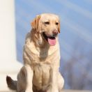 IRISLAV NEW FASHION STAR 