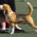 SELESTA'S DREAMS KNOW HOW TO WIN