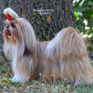 CH.CHIO CHIPS OF SILVER SPEED