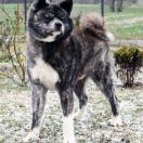 Sasuke Go Sakura No Sono 