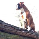 JASMIN GAJA Kazik Box FCI 