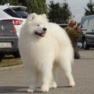 Smiling Snowball MOUNT FUJI