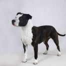 Coco Chanel Herms Staff FCI 